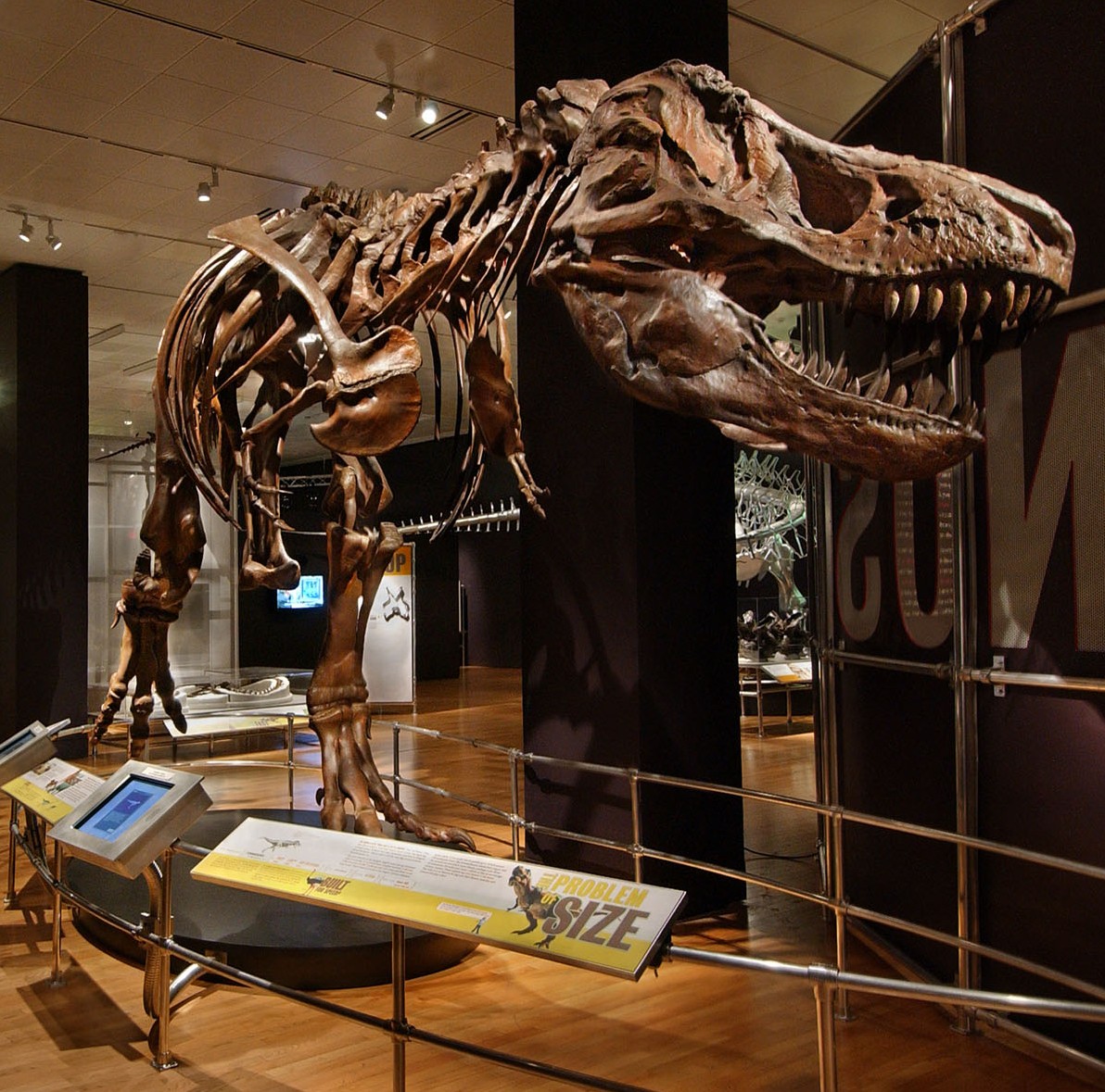 2 models of T. rex in the gallery