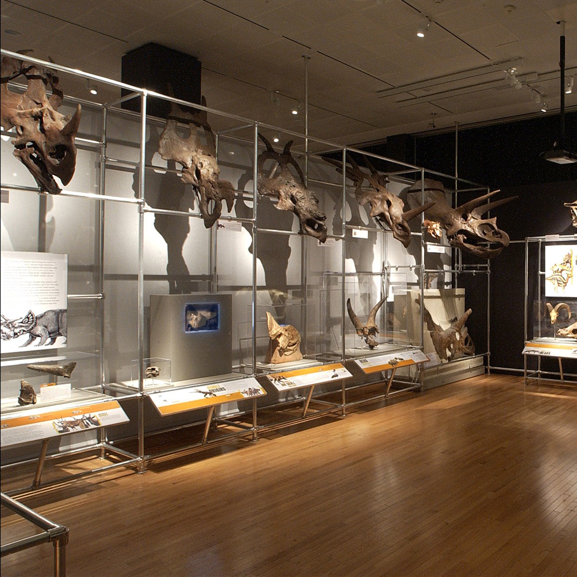 Image of skulls on display